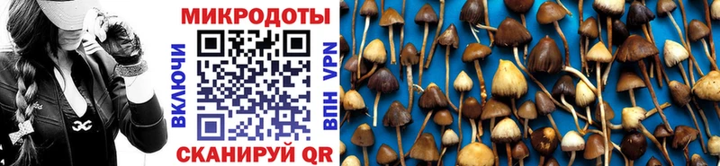 Купить закладки  Кировск  Псилоцибиновые грибы GOLDEN TEACHER 
